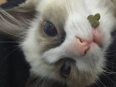 -喵的天空名猫咖啡馆·撸猫·猫舍·用品
