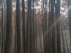 -波尔登森林公园