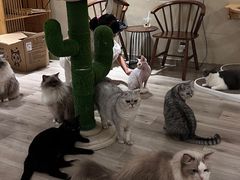-有猫咖啡umeow coffee