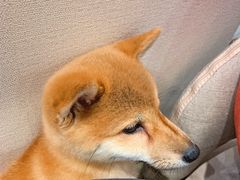 -逗柴咖啡屋·狗咖猫咖宠物桌游