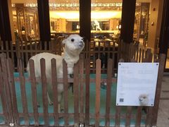 门面-舟山朱家尖威斯汀酒店·知味标帜自助餐厅
