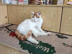 -中农大我爱我爱动物医院·核磁CT·猫病·24小时夜诊中心(石佛营店)