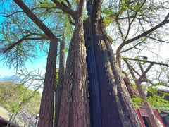 -红螺寺
