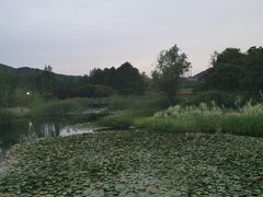 -贡湖湾湿地公园