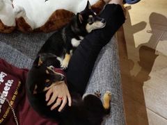 -南京Hallo宠物乐园·哈罗犬舍·柴犬繁育基地