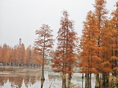 -白鹭湾湿地公园