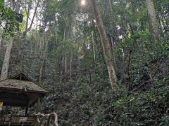 -西双版纳原始森林公园