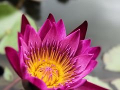 -花之城