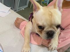 -宠颐生动物医院·猫科·心脏科(海口分院)