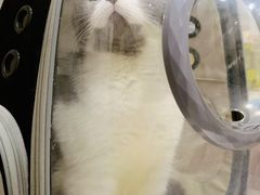 -瑞派名望志远动物医院·猫科·內科·异宠专科(直港大道店)