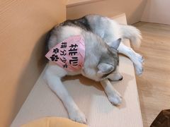 -Husky Go! 哈士奇体验馆·宠物咖啡厅狗咖