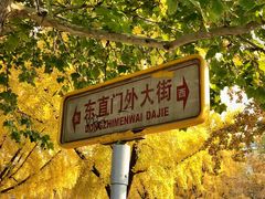 -三里屯东五街银杏大道