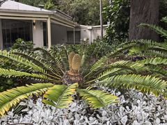 -墨尔本皇家植物园