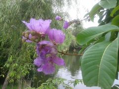 大花紫薇-东莞市可园博物馆