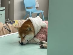 -怪兽屋·羊驼·猫咖·狗咖(俊华广场店)