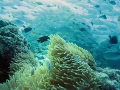 -班拉雅潜水度假村