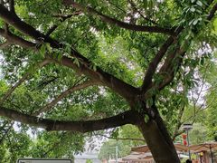 -成都市活水公园