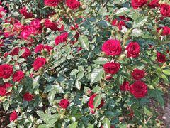 -人民公园(罗湖区)