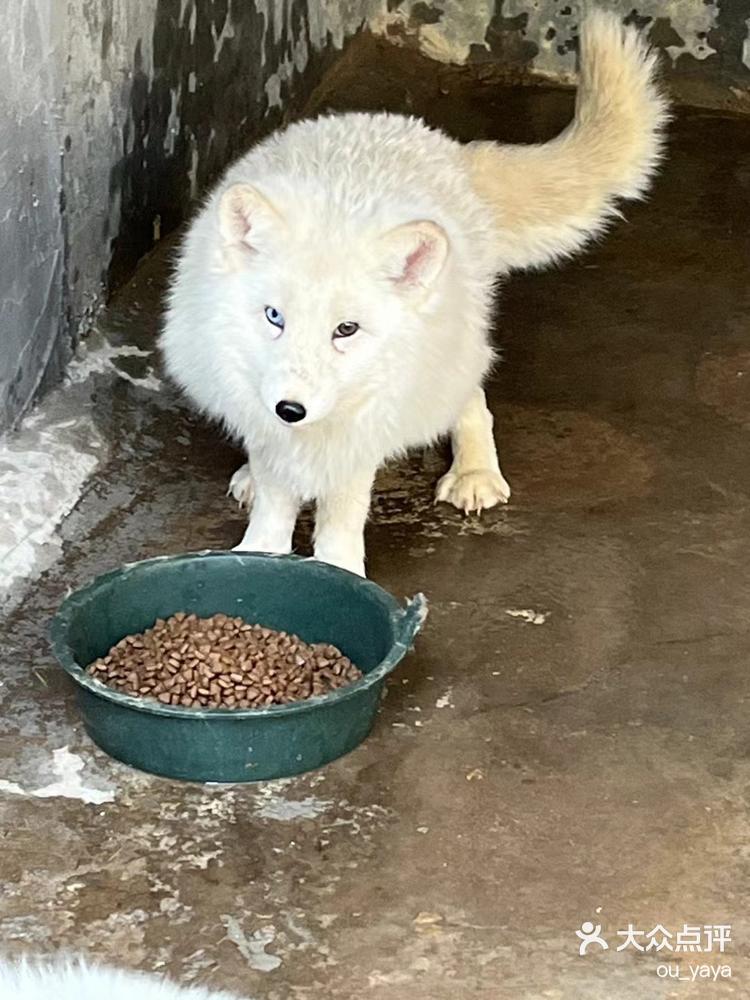 ou_yaya 1月17日 23:35 关注 小小动物园来咯 天伯公的小小动物园重新