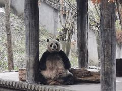 -中国大熊猫保护研究中心雅安碧峰峡基地