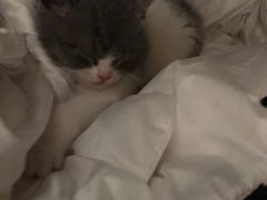 -客栈猫舍(中央北路店)