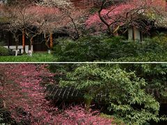 -杭州植物园