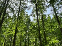 -黄海国家森林公园