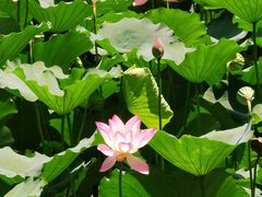 -荔湾湖公园