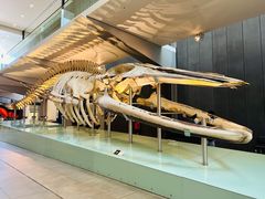 -墨尔本博物馆(Melbourne Museum)