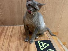 -MOCHA明星猫咖(田子坊店)