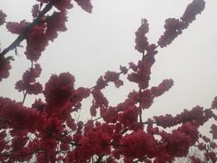 -秀丽东方