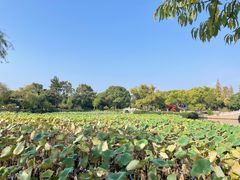 -无锡蠡湖国家湿地公园-蠡园