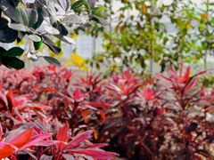 -歌斐颂巧克力小镇