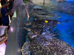 -烟台海昌鲸鲨海洋公园