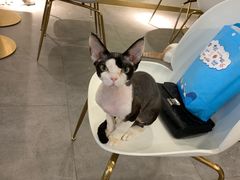 -飞行喵MR PILOT|猫舍·猫咖(静安大融城店)