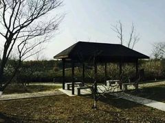 -中国扬子鳄村