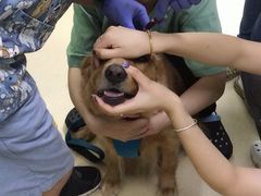 -爱侣宠医·鹦鹉专科·小型哺乳类·异宠专科(灵石路店)