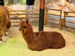 -Zoolung Zoolung动物主题公园(海信广场店)