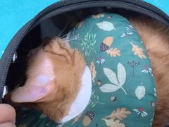 -纳吉亚猫专科动物诊疗中心(蒋宅口分院)