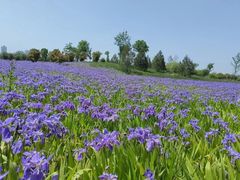 -汉长安城未央宫国家考古遗址公园