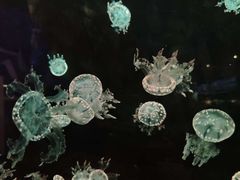 -欢乐海岸海洋奇梦馆