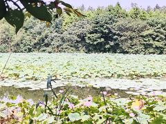 -泗洪洪泽湖湿地景区