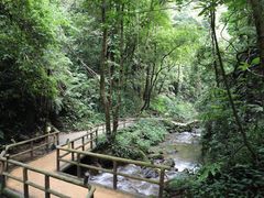 -莫里热带雨林景区