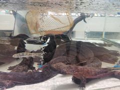 -上海白金汉爵大酒店(大零号湾国际会议中心店)