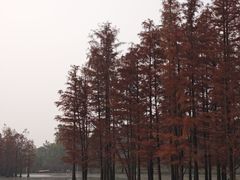 -白鹭湾湿地公园