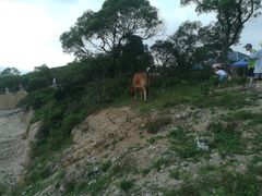 -大姆山草场