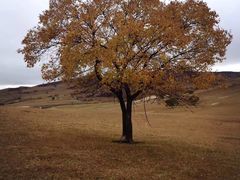 -塞罕坝国家级自然保护区