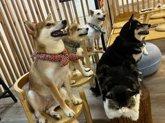 -柴迷FANS CLUB·柴犬狗咖·猫咖