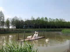 -宁波杭州湾国家湿地公园