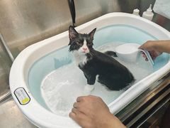 -PETKIT小佩宠物·低压洗护(国顺东路店)